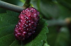Ripening Mulberry On Mulberry Tree