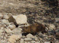 Rock Hyrax Mammal In Desert