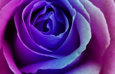 Rose Blue Pink Blossom
