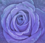 Rose Flower Bloom Blue
