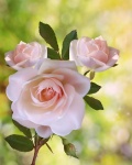 Rose Flower Blossom Photography