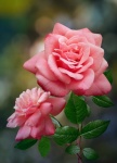 Rose Flower Blossom Photography
