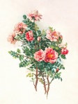 Rose Flower Vintage Old