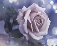 Rose Flower Vintage Photo