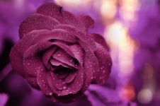 Rose Flower Vintage Background