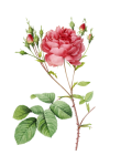 Rose Flower Vintage Painting