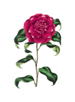 Rose Peony Flower Vintage