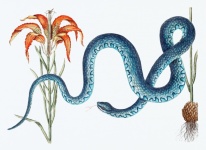 Snake Flower Old Vintage