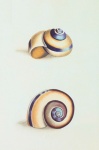 Snail Clam Vintage Old