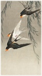 Swallows Birds Illustration Art