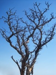 Scraggly Dry Tree Against Blue Sky