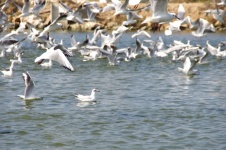 Sea Gulls Flapping In Air
