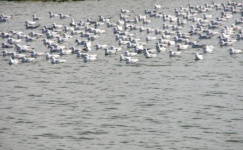 Sea Gulls Sitting In Group On Water