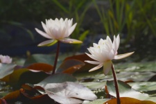 Water Lily Blossom Pond Pink