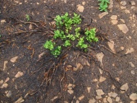 Shoots Emerging From Burnt Plant