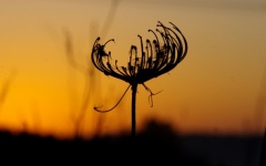 Silhouette Of Old Weed At Sunrise