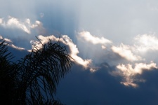 Silhouette Of Palm Branch In Sky
