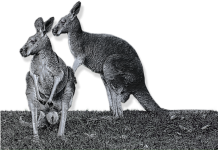 Silver Kangaroo