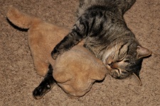 Silver Tabby Cat Sleeping With Toy