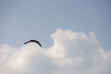 Single Sea Gull Flying In Sky