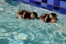 Small Egyptian Goslings In A Pool