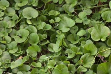 Small Leaves Of Wonder Lawn