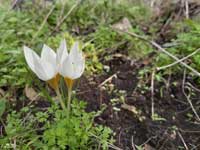 Small White Crocus Flowers
