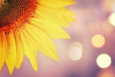 Sunflower Flower Photo Yellow