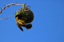 Southern Masked Weaver Bird On Nest