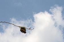 Southern Masked Weaver In Nest