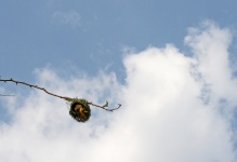 Southern Masked Weaver In Open Nest