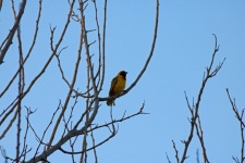 Southern Masked Weaver Male In Tree