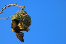 Southern Masked Weaver On Nest