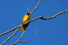 Southern Masked Weaver Perched