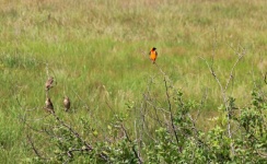 Southern Red Bishop Male And Female
