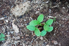 Squash Seeds Emerging From Soil