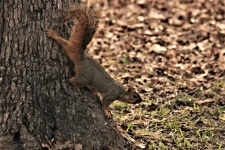Squirrel At Bottom Of Tree
