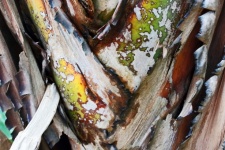Stems Of Giant Strelitzia
