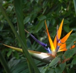 Strelitzia Reginae Flower