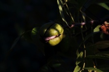Sunlight On Ripe Pecan Nut
