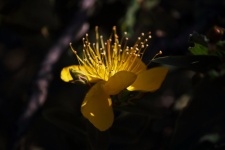 Sunlight On Yellow Hypericum Flower