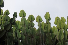 Tall Euphorbia Plants Against Cloud