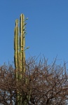 Tall Queen Of The Night Cactus