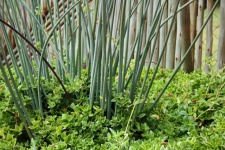 Tall Thin Stems Of Plants