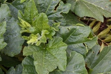 Tender Young Squash Leaves Emerging