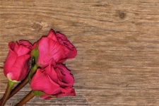 Three Pink Roses On Wood Background