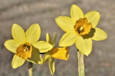 Three Yellow Daffodils Close-up