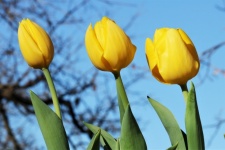 Three Yellow Tulips