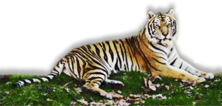 Tiger Art Lying In The Grass