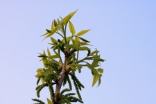 Tip Of Flowering Pecan Nut Tree